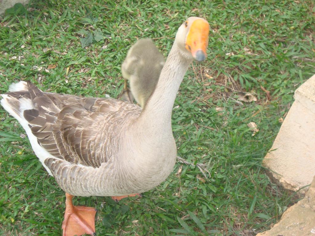 Hotel Fazenda Floresta Do Lago Socorro (Sao Paulo) Ngoại thất bức ảnh