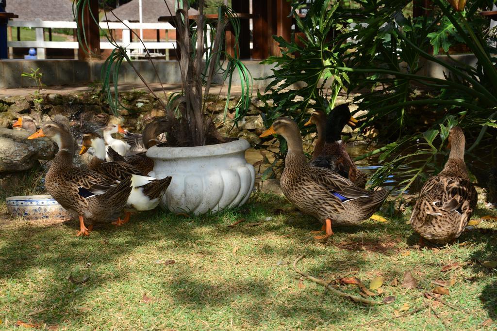 Hotel Fazenda Floresta Do Lago Socorro (Sao Paulo) Ngoại thất bức ảnh